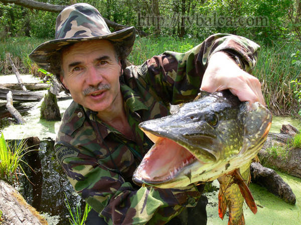 Трофейная щука пойманная на спиннинг И такие монстры бывают!