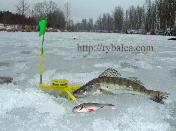 Зимний судак