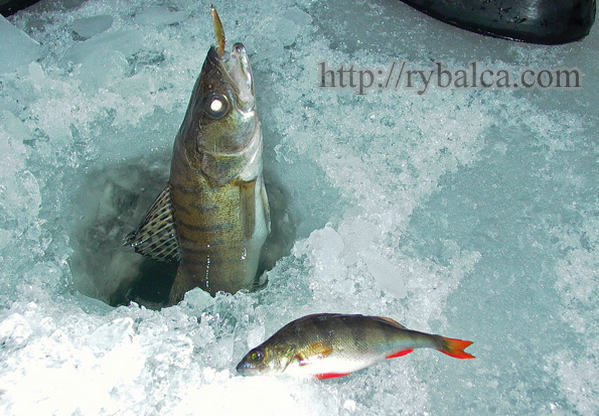 Ловля судака зимой