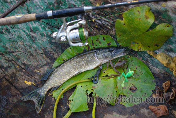 щука на силиконовых лягушек