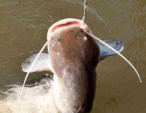 ловля сома на донку