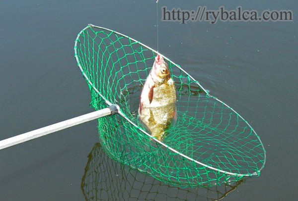 Лещ. Без подсачка не возьмешь