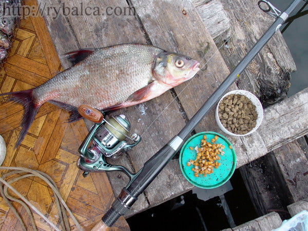 Лещ. Пойман с мостков