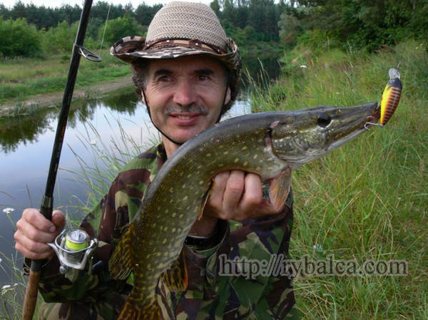 Щука поймана спиннингом на воблер
