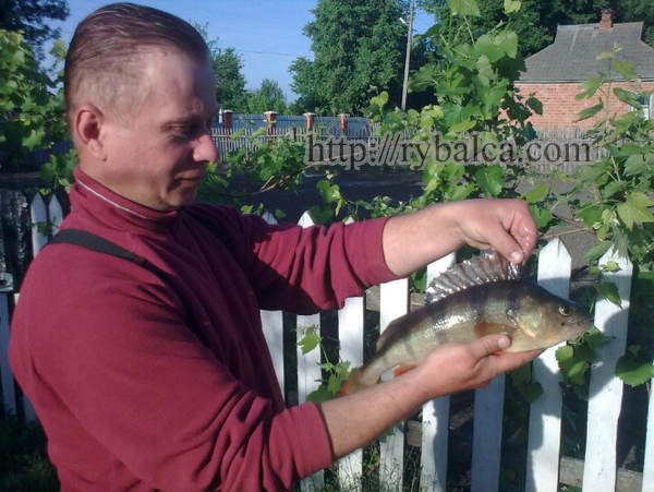 Крупный окунь