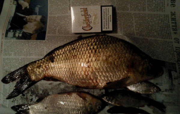 История одного пари История одного пари