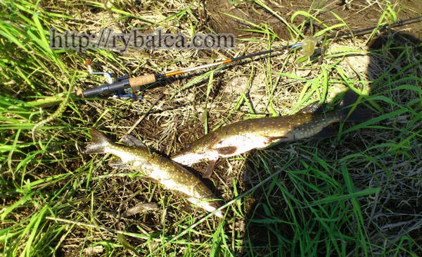 Первая щука Первая щука