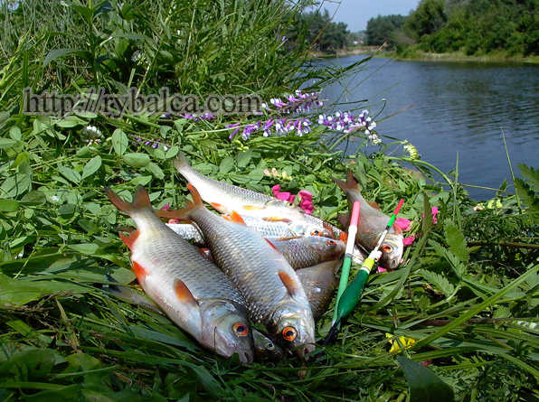 Плотва. Хороша рыбалка!