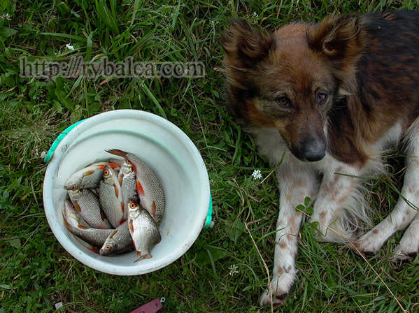 Полведерка плотвы за утро - это уже улов