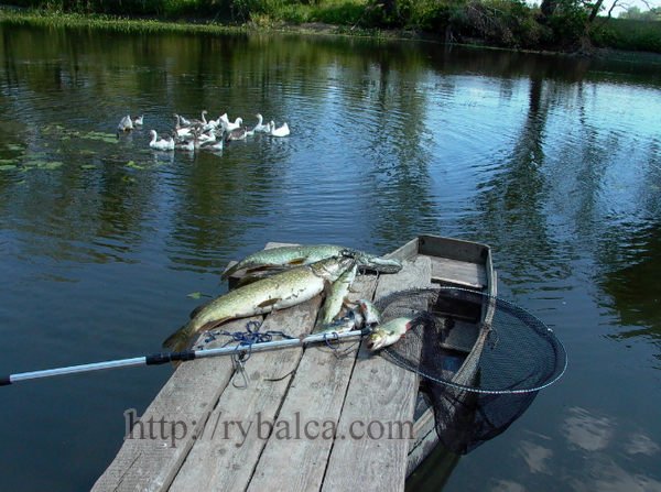 Рыбалка на реке_1