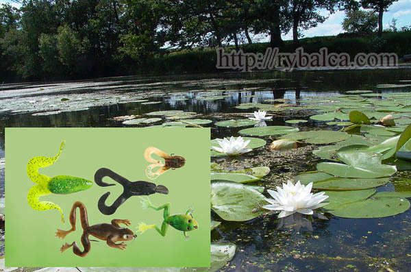 Обширные травянистые мелководья и окна среди кувшинок - прекрасные места для ловли на пластиковых силиконовых лягушек