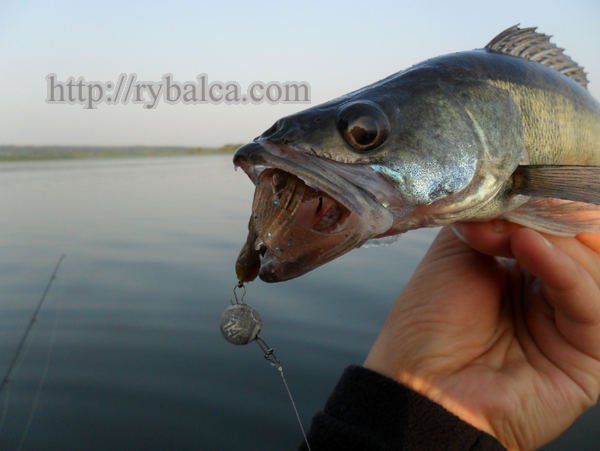 судак на джиг с шарнирным монтажом приманки судак на джиг с шарнирным монтажом приманки