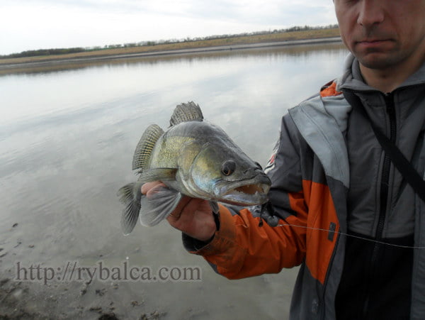 судак на микроджиг
