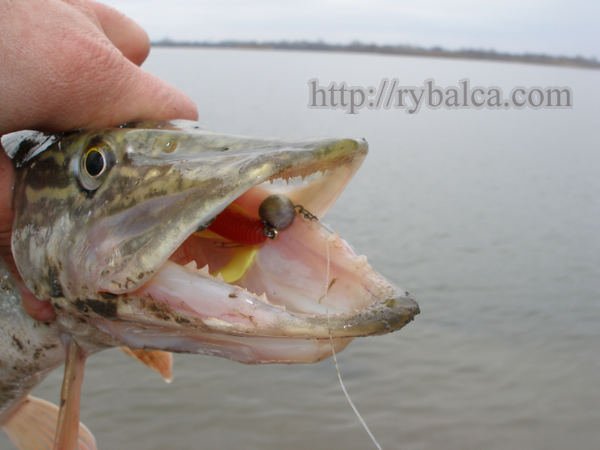 щука на джиг с шарнирным монтажом приманки щука на джиг с шарнирным монтажом приманки