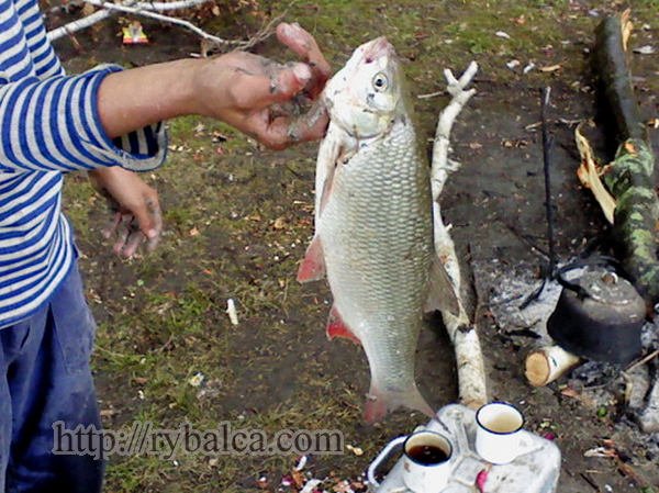 Язь. Рыболовные истории