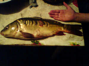 карп рыболовные истории