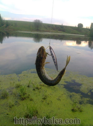 щука-травянка на воблер щука-травянка на воблер
