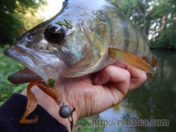 Рыбалка. Окунь на микроджиг фото