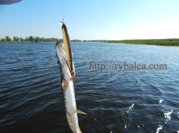 ловля щуки на воблер минноу твичингом