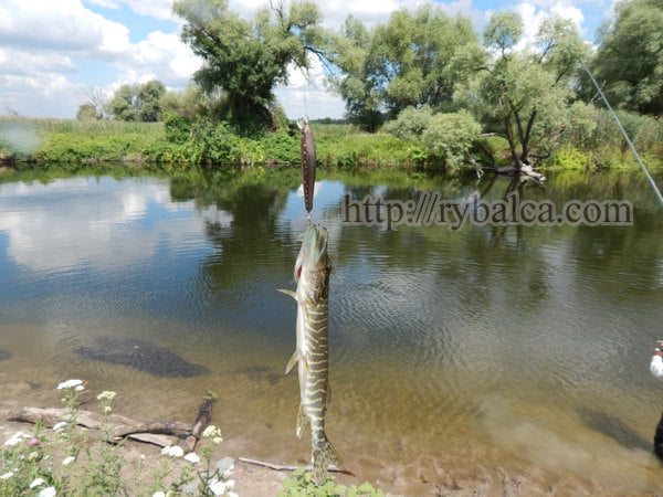 щука на крючке