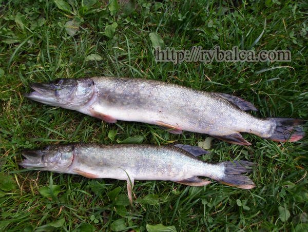 Две щуки на колебалку две щуки