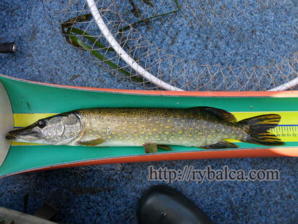 зачетная щука