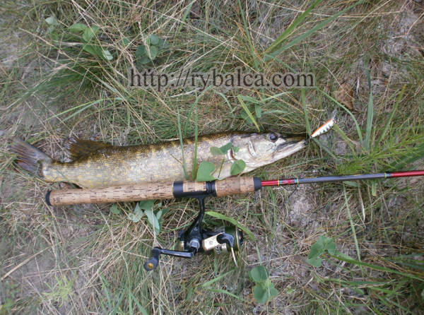 ловля на минноу щука