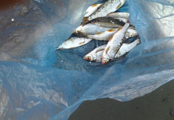 плотвички на удочку плотвички