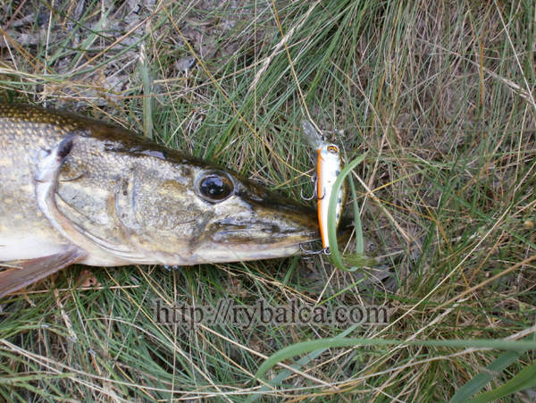 щука позарилась на воблер