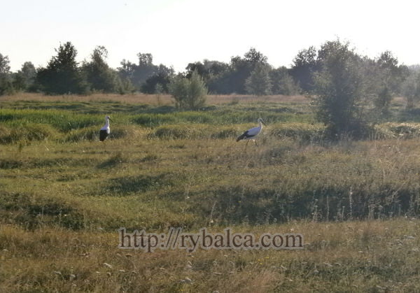 Берега Ворсклы Берега Ворсклы