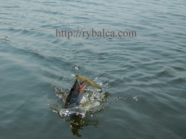 Днепровская щука Днепровская щука