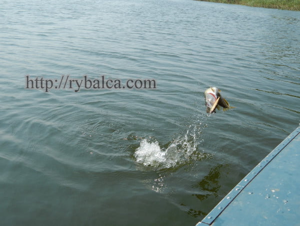 Щука свечка Щука свечка