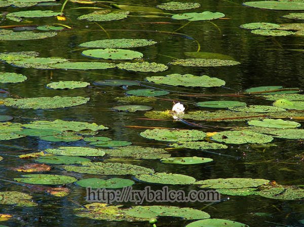 кувшинки на воде