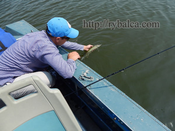 щука дельты Днепра щука дельты Днепра