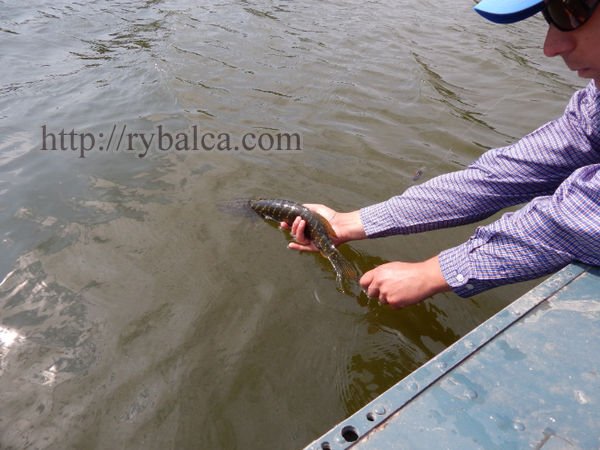 щука низовья Днепра щука низовья Днепра