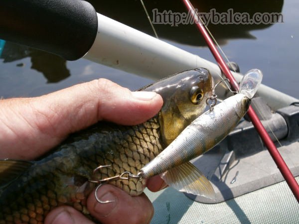 Голавль Голавль