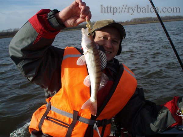 Небольшой судак