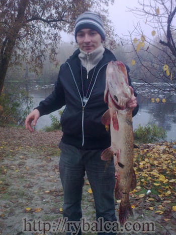 трофейная щука