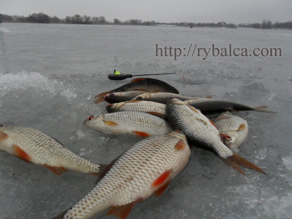 Ловля плотвы зимой