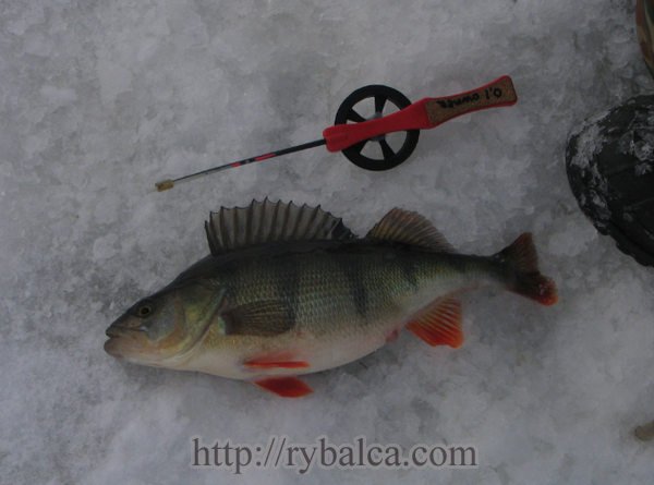 удильник с открытой легкой катушкой