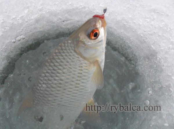 плотва в лунке