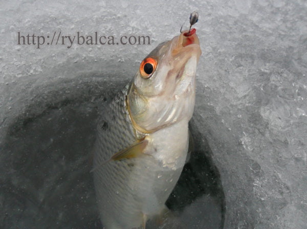 плотва на мормышку