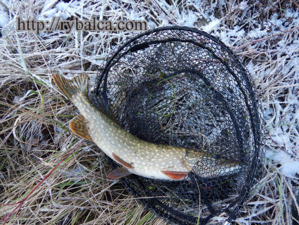 Ловля зимой на спиннинг