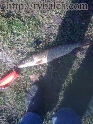 летняя ловля щуки