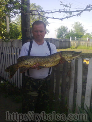 летняя щука