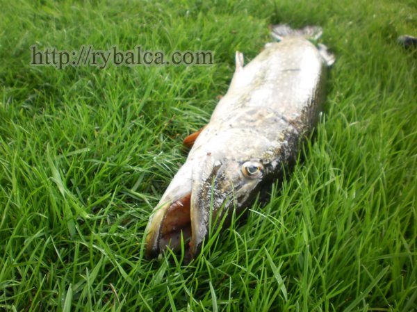 ловля щуки летом