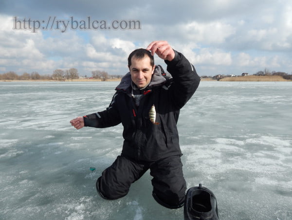 Алексей Лисица окунь на мормышку