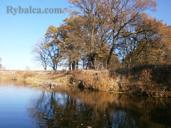 Береговой коряжник